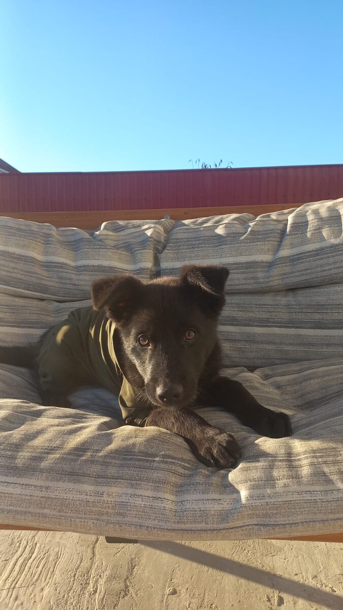 Уже очень серьезная собака!