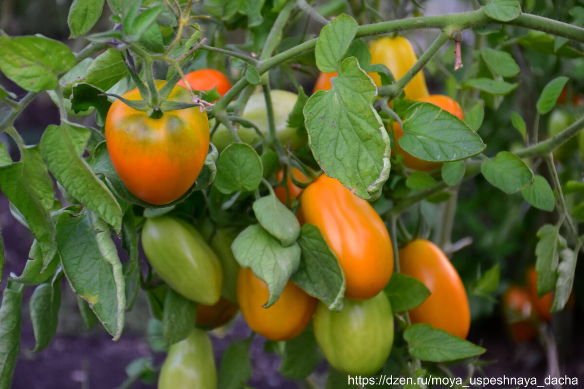 Tomato Golden bullet: charakteristika a popis odrůdy, výnos s fotografií