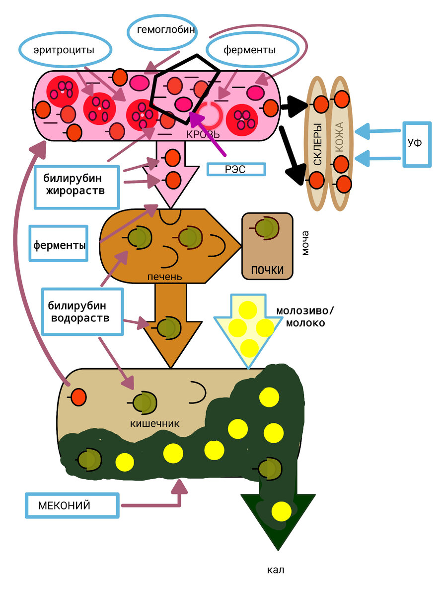 Педиатрия по Нельсону, 2009 