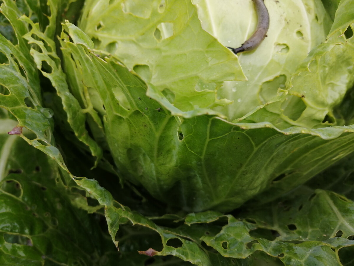 Бедная моя обглоданная капустка