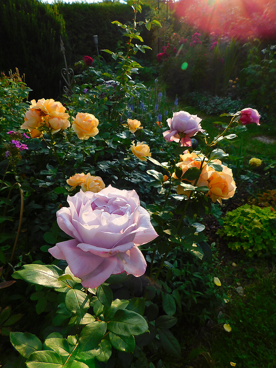 Novalis с Hansestadt Rostock