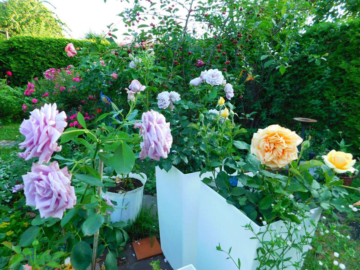 Садовые курьёзы: голубые розы и махровые лилии - правда и вымысел