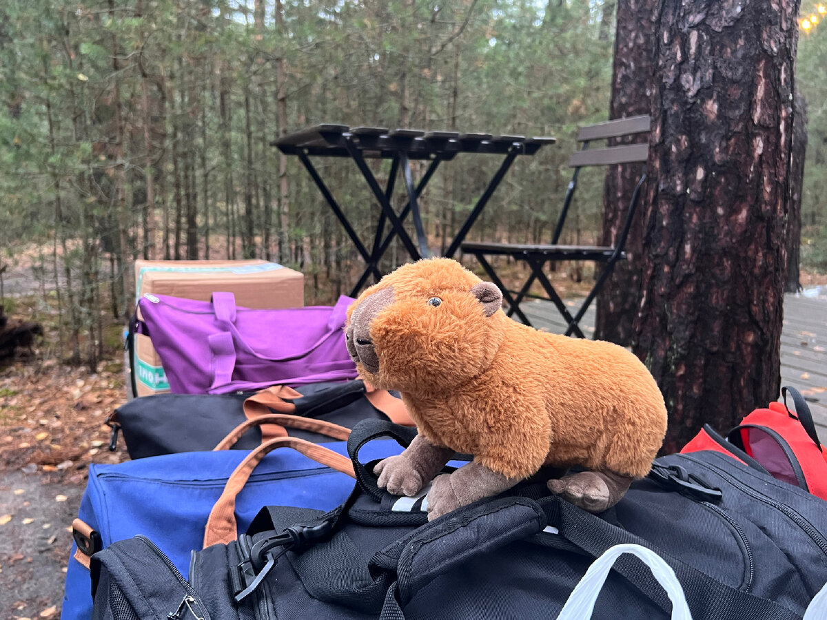 Капибара сторожит вещи