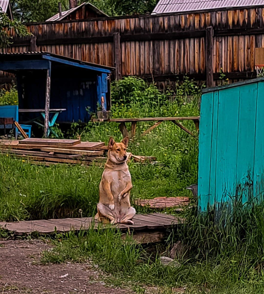 Даже хозяйская собака знает, как нужно релаксировать в этом месте силы.