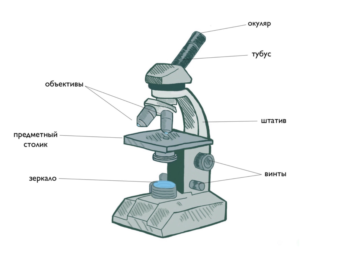 ⚡️Световой микроскоп vs электронный⚡️ для ОГЭ по биологии | Эксплицитная  биология (ОГЭ по биологии) | Дзен