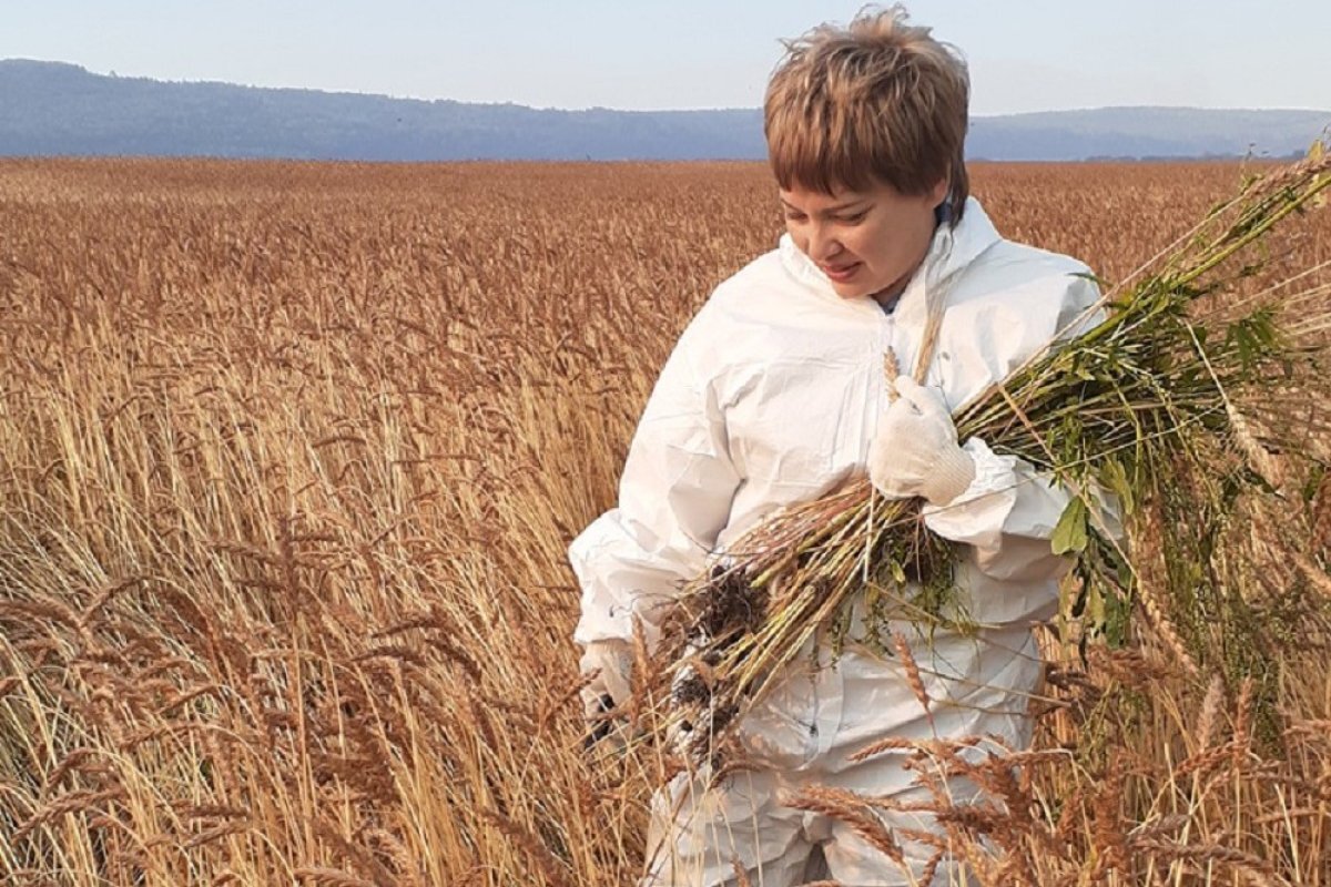    С начала года экспорт зерновых из Иркутской области вырос в четыре раза.