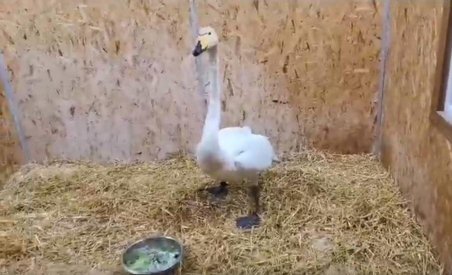 скриншот видео центра "У Лукоморья"