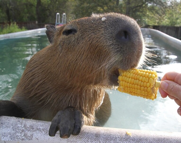 -Ммм, второй завтрак!