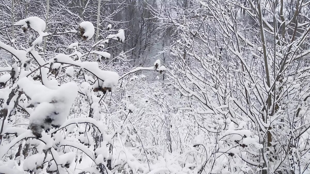     На севере и в центральной части Приморского края прямо сейчас падает снег. Он достаточно обильный и сыпется с неба огромными хлопьями, одевая деревья и дороги в пушистый белый плед.