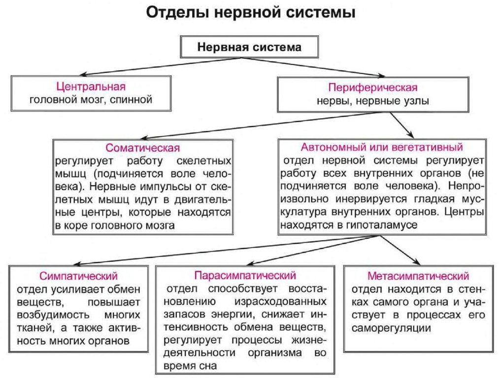 Классификация нервной. Общая характеристика и функции нервной системы. Ее отделы. Строение центральной и периферической нервной системы таблица. Отделы центральной нервной системы и их функции таблица. Структура нервной системы схема.