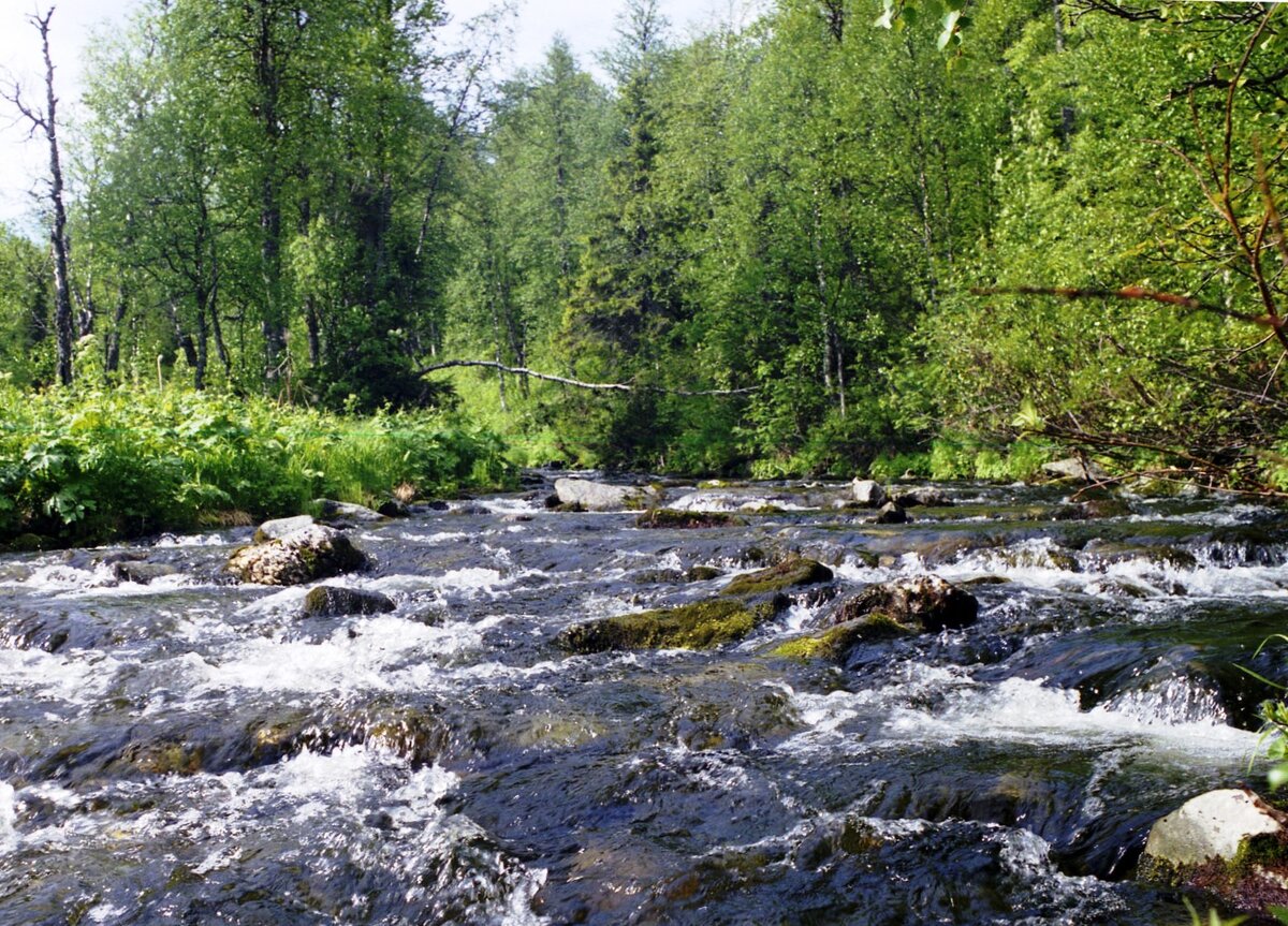 Кабы не гнус, пуще тропиков был бы курорт (фото автора)