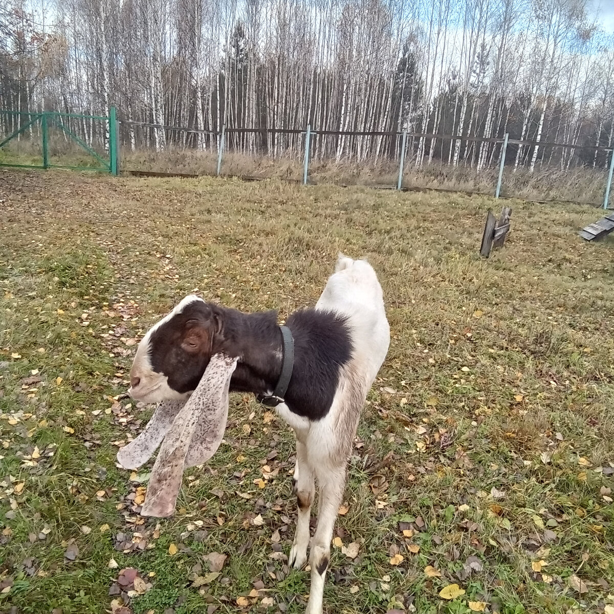 Фото автора. 