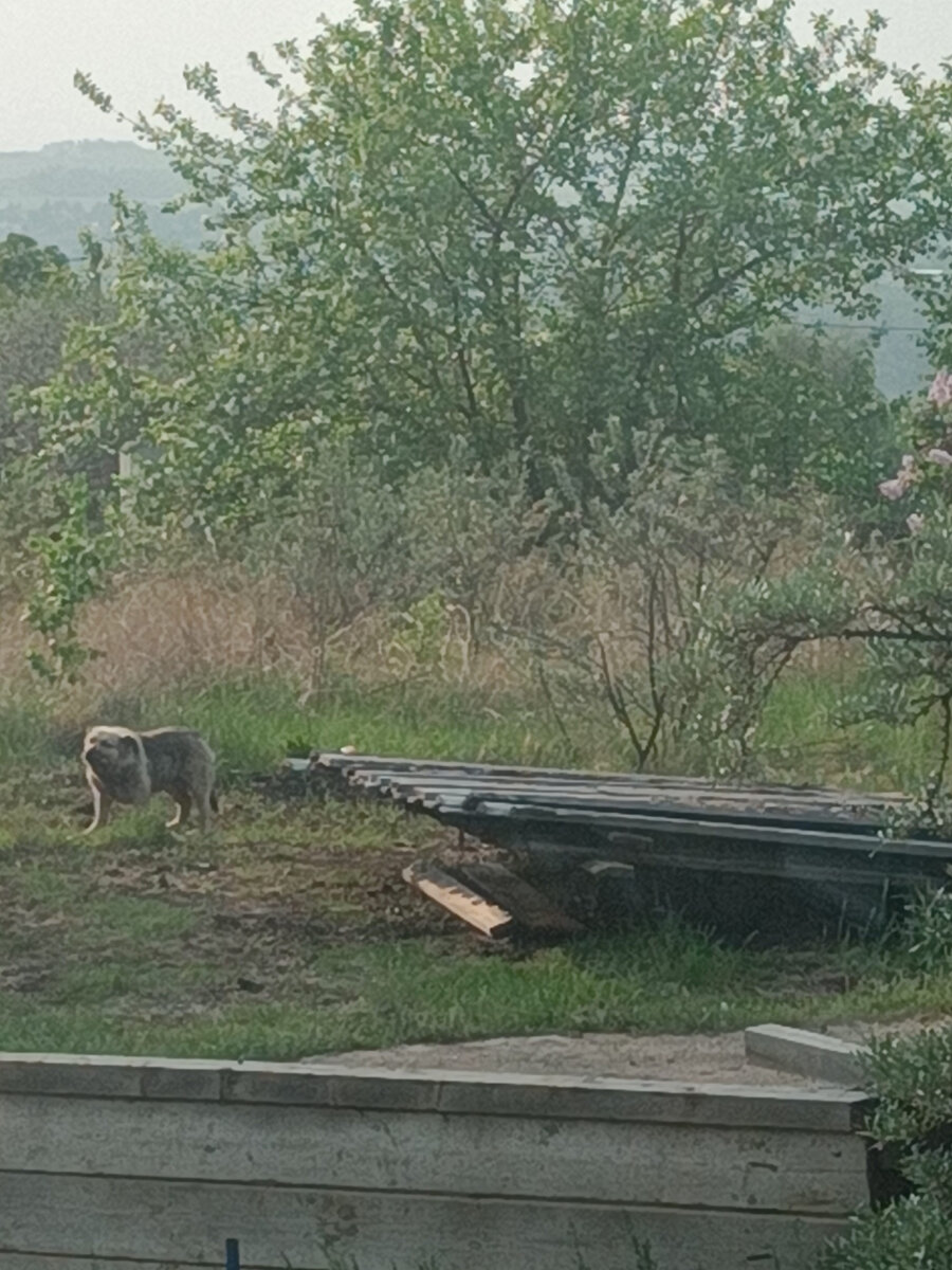 Наш загадочный товарищ Клайд