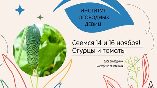 Сеемся 14 или 16 ноября ...огурцы и томаты ...теперь много сортов...