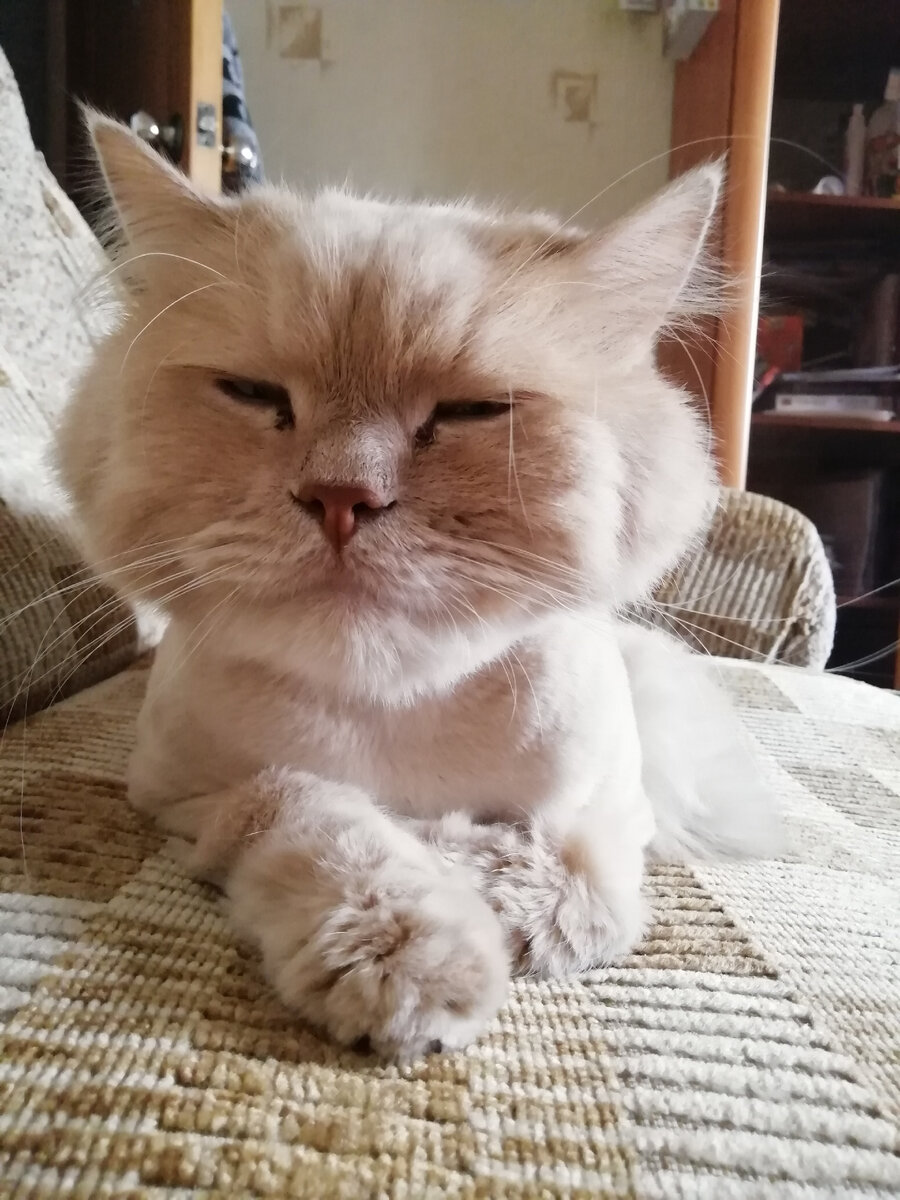 Довольная моська: жизнь чудеснаааа))