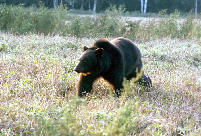 РИА Новости. Н. Герасимов