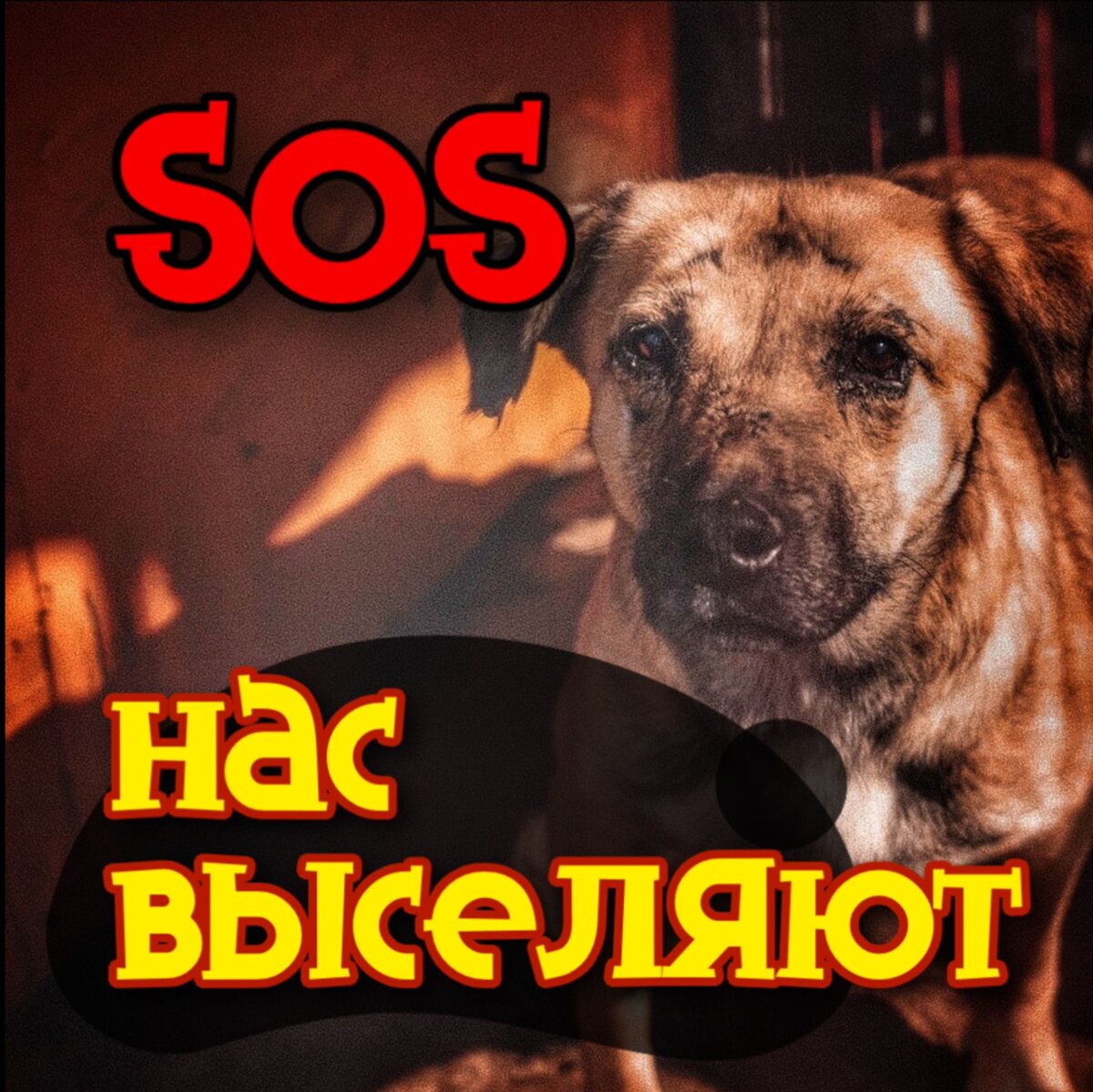 Срочный сбор, чтобы не потерять приют на 500 мест
