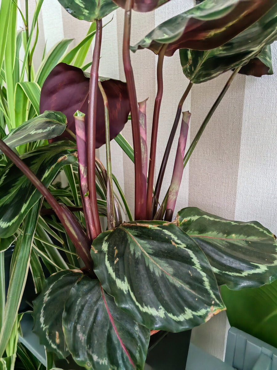 Таким было приобретено. Фото автора