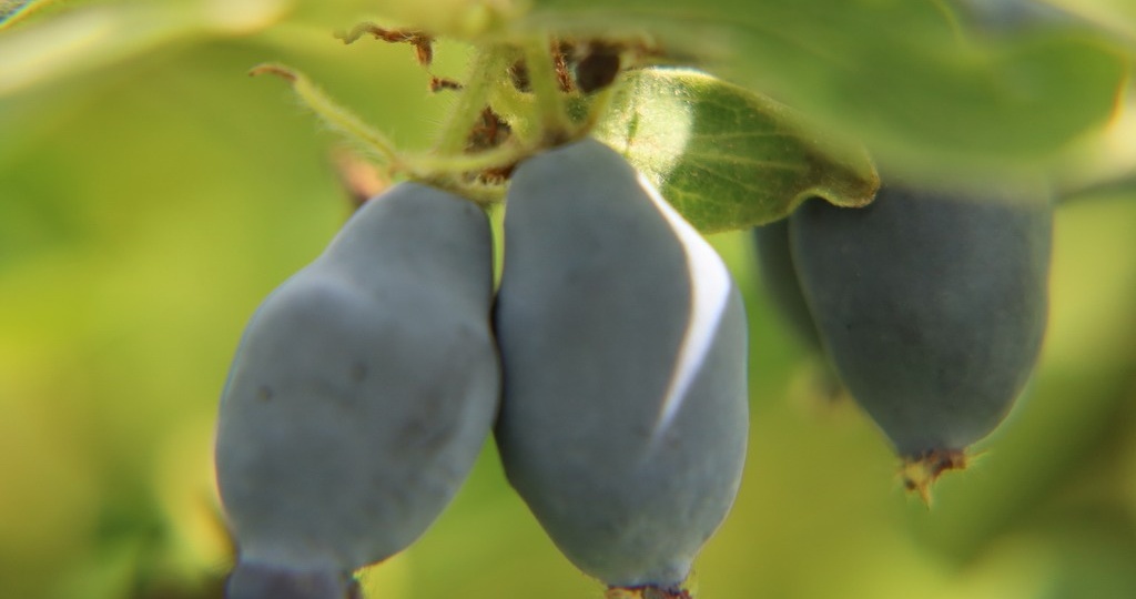 Не знал про важные особенности выращивания жимолости и собирал урожаи «обнять и плакать». Делюсь секретами (теперь у меня много ягод)