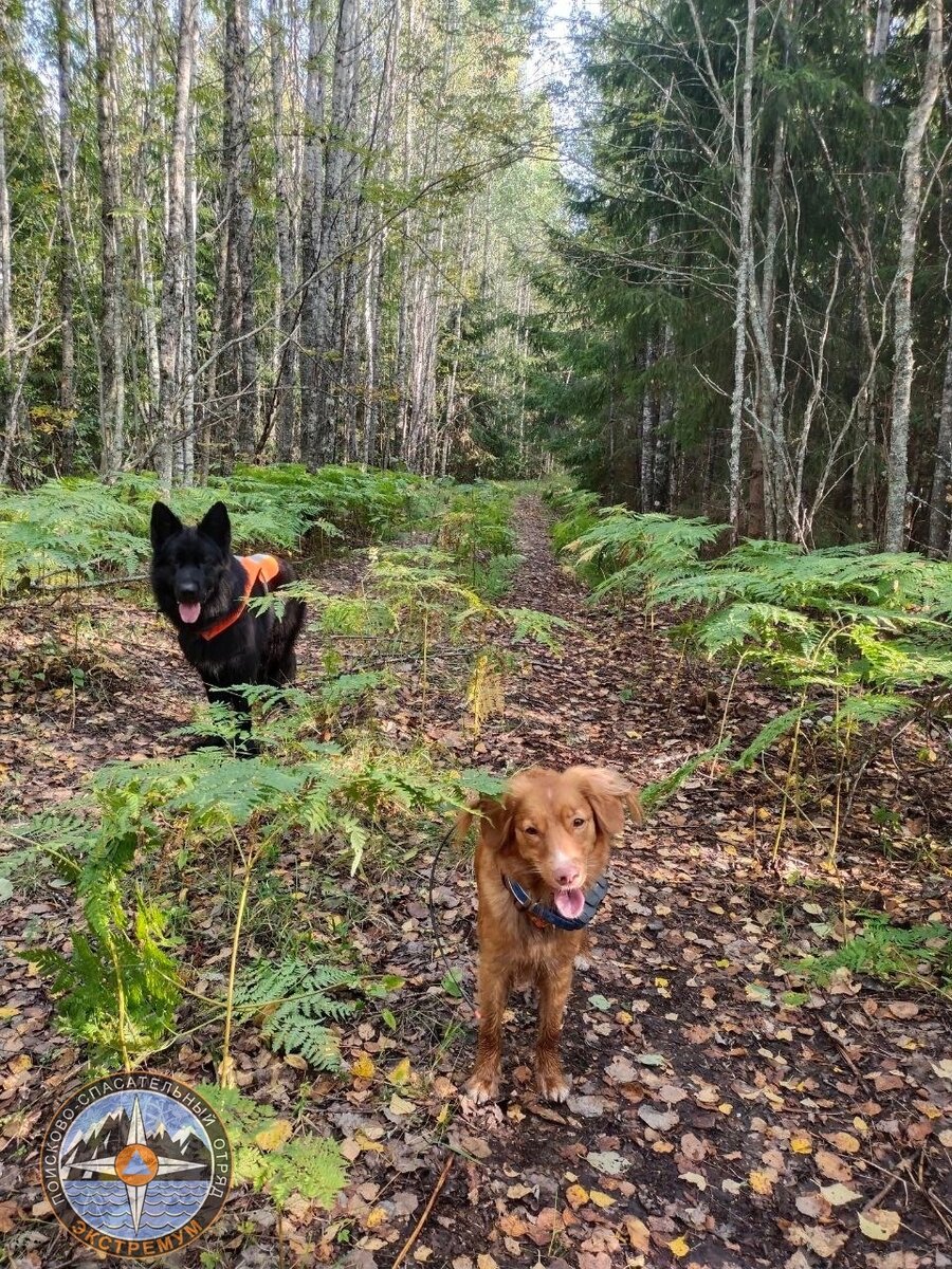 За активный поисковый сезон собаки-спасатели ПСО "Экстремум" пробежали десятки километров по лесу, разыскивая потерявшихся.
