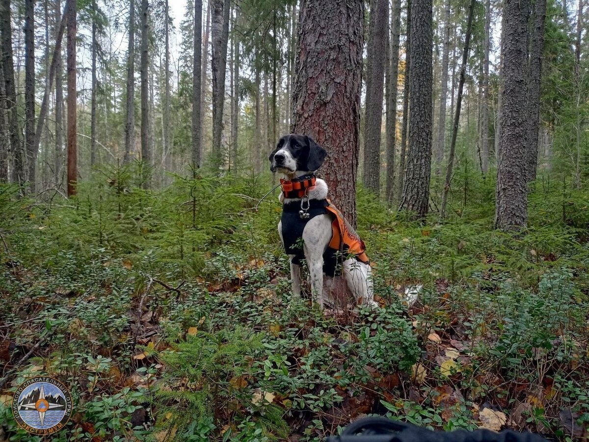 За активный поисковый сезон собаки-спасатели ПСО "Экстремум" пробежали десятки километров по лесу, разыскивая потерявшихся.-2