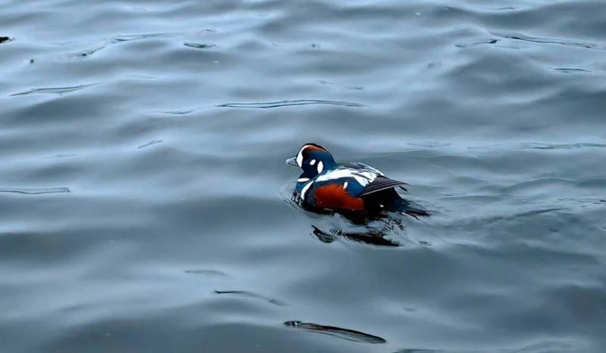     Утка-арлекин в Питере. Источник: vk.com/bird_spb Автор фото: Марина Савиных