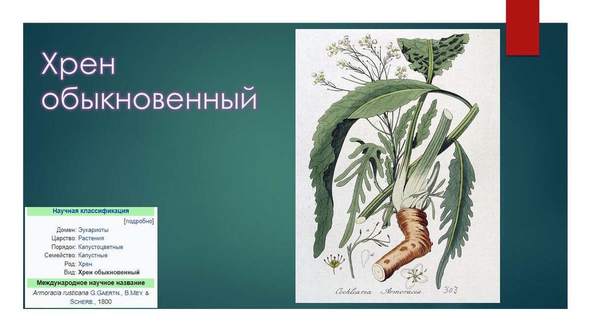 (коллаж собственность канала "Невыдуманные истории еды")