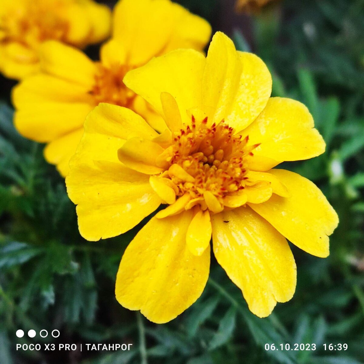 Примула Tagetes Orange