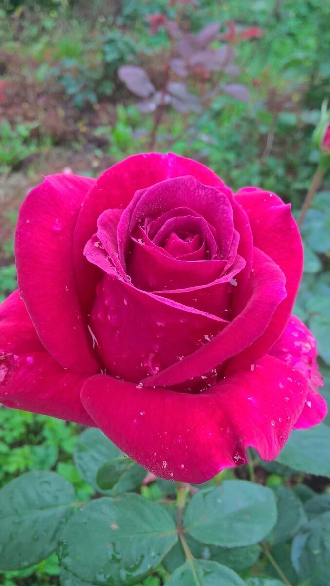 розовед михалыч каталог роз