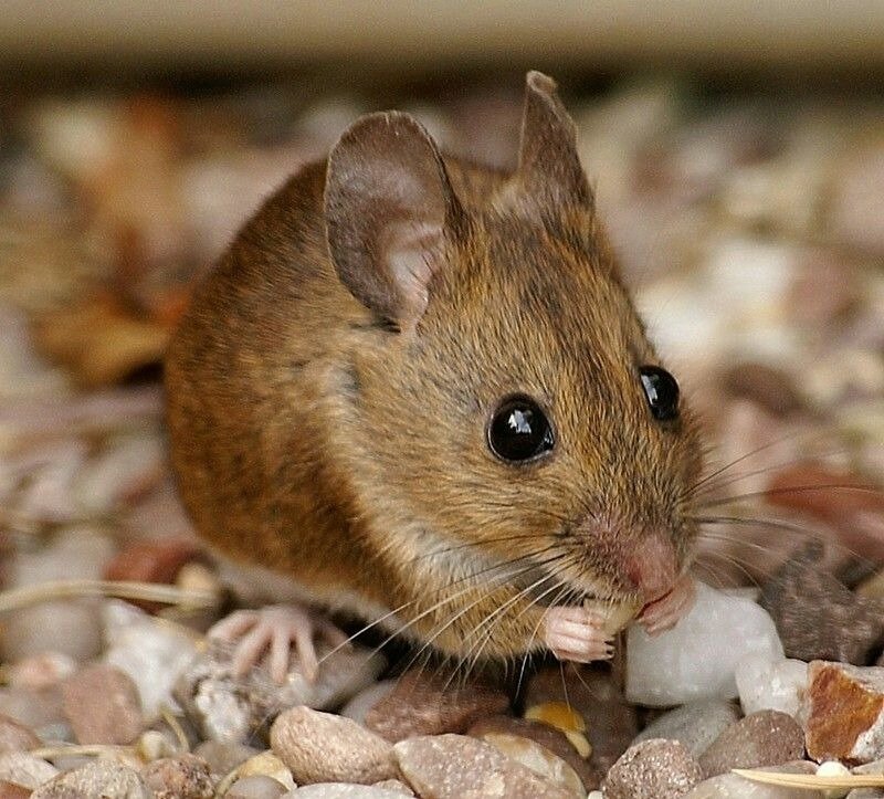 Apodemus sylvaticus. Мышь животное. Мышь Живая. Домашние Грызуны.