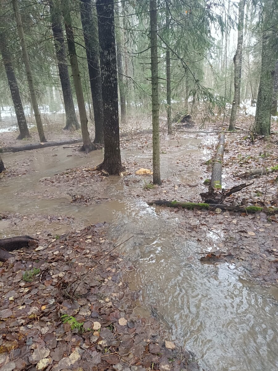Дождь заливал лес на опушке