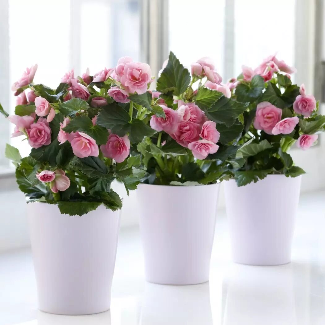 азалия индийская комнатная. комнатные цветы в горшках. бугенвиллия александра. гортензия комнатная. азалия.