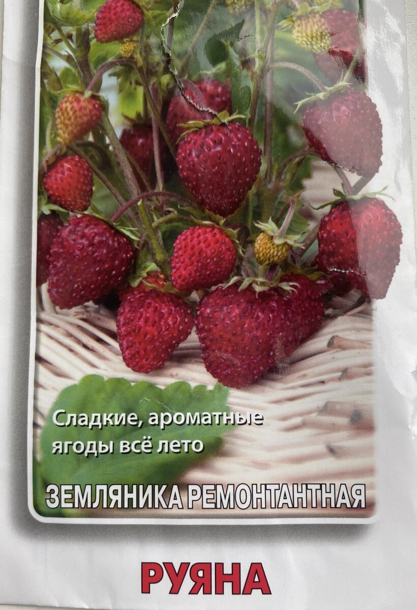 Земляника в домашних условиях. Ем с куста и зимой и летом! | На волне УДачи  | Дзен