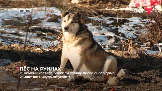 В Тюмени хозяева бросили собаку после сноса дома. Животное никуда не уходит