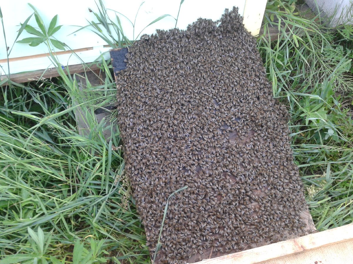 Заселяю рой в улье лежак