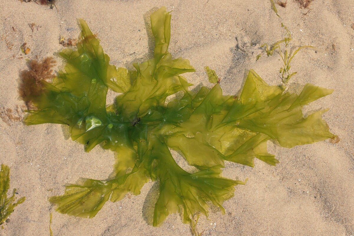 Зелёная водоросль ульва (Ulva), или морской салат имеет пластинчатый таллом, не разделённый на органы и ткани 