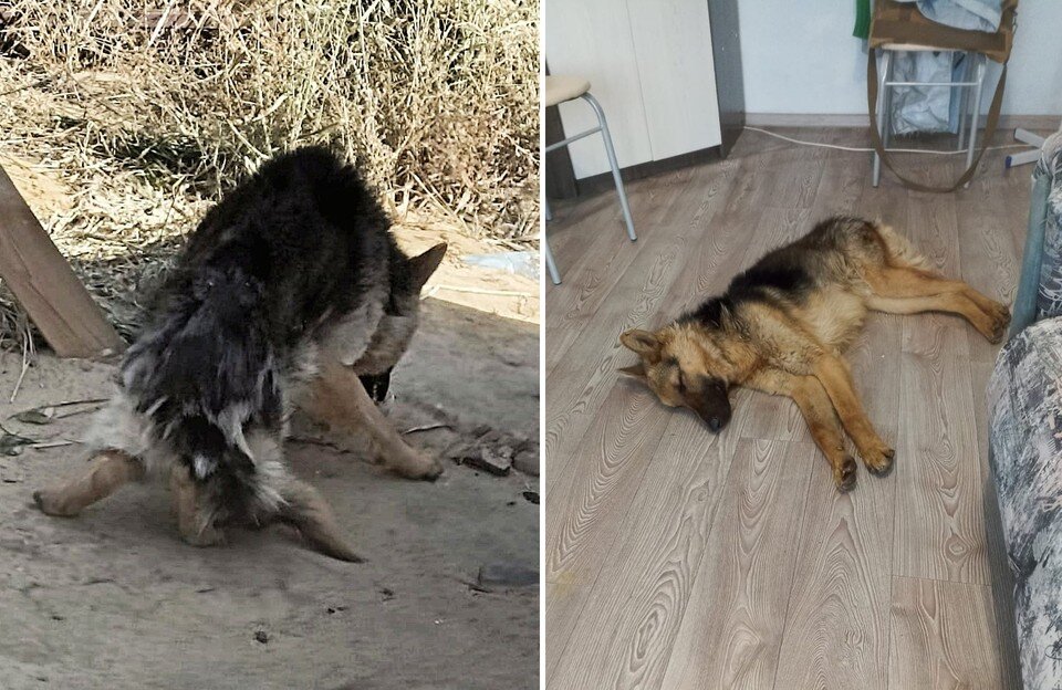    Ярик почти не мог вставать на задние лапы из-за слабости. Фото предоставлено Ольгой Кулик