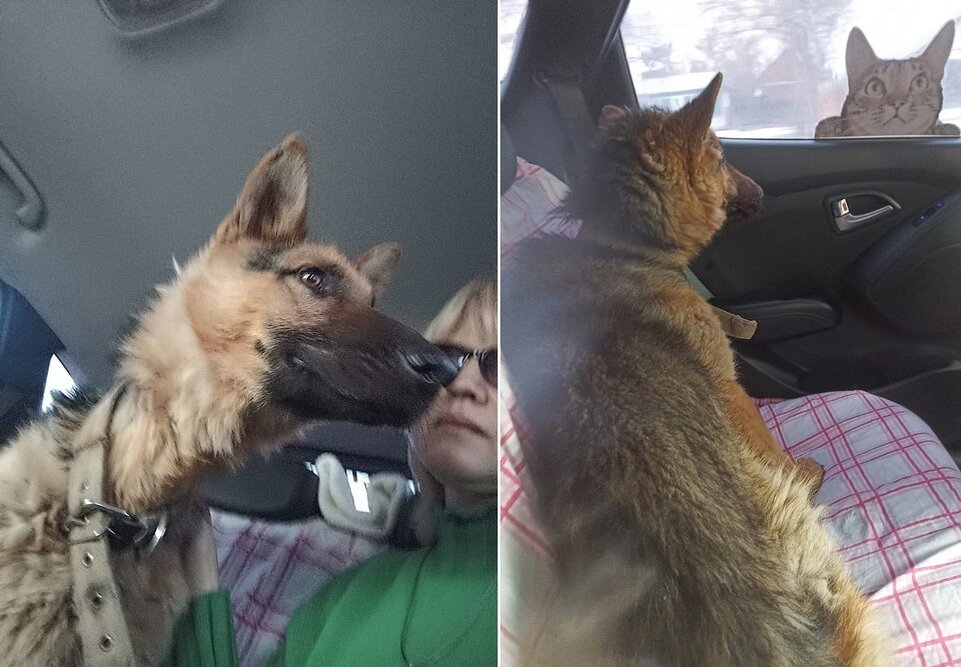    Пес боялся приближаться к машине, его пришлось заносить на руках. Фото предоставлено Ольгой Кулик