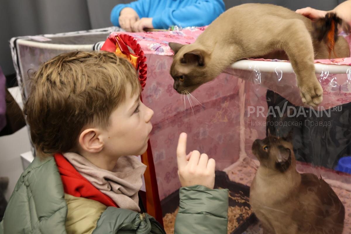    Как и в любой дрессуре, надо иметь терпение Pravda-nn.ru