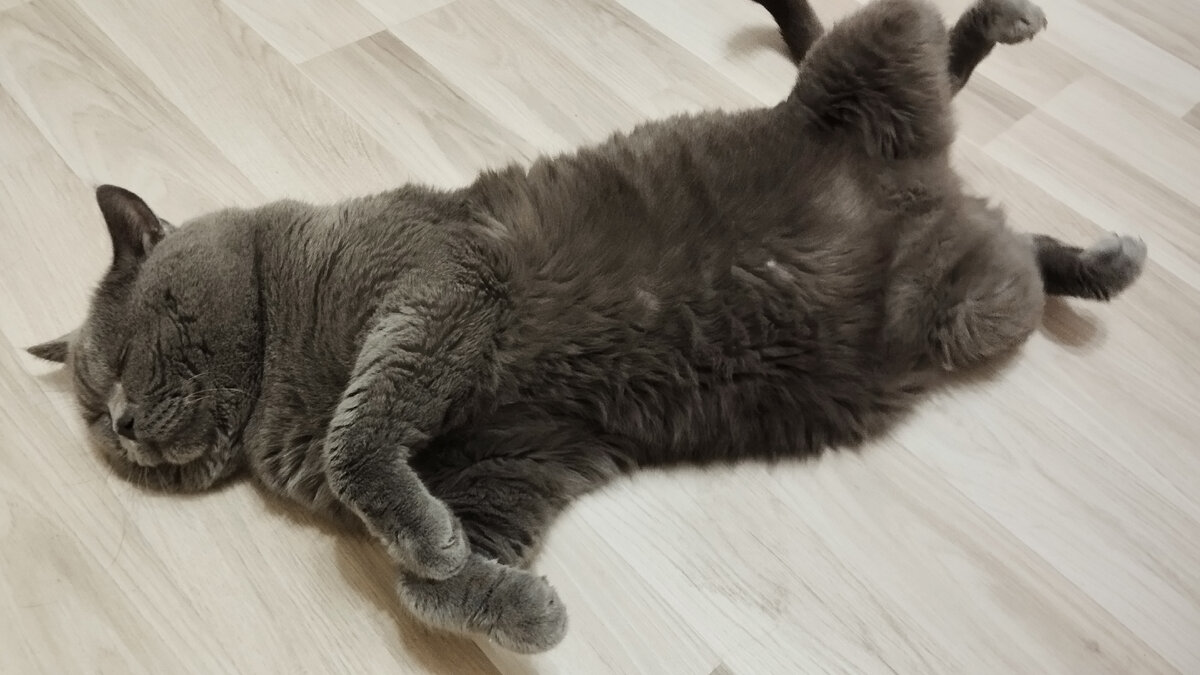 Я тоже была рада потискать котика. Обменялись любезностями 