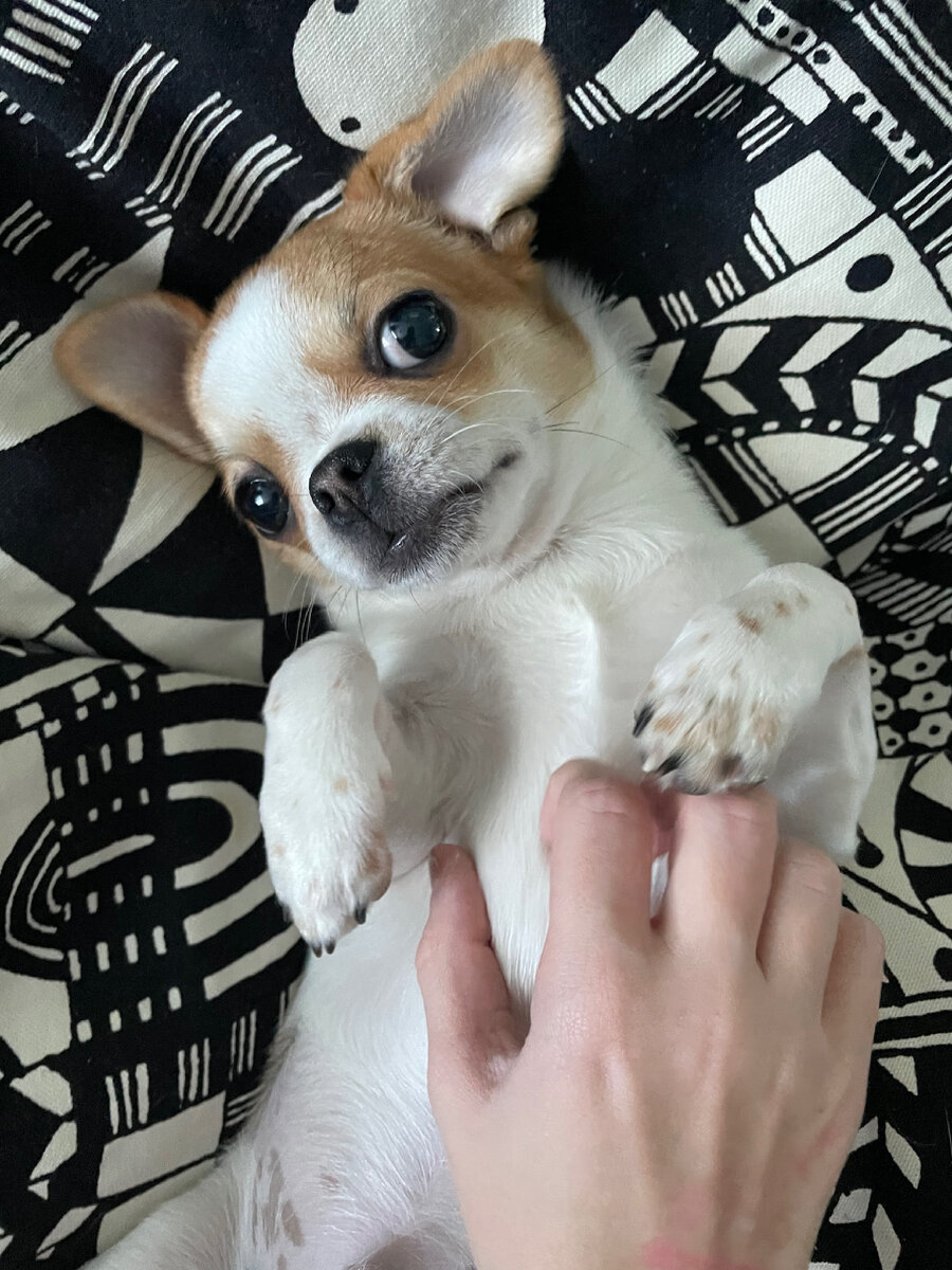 Согласитесь смешной 🤭 