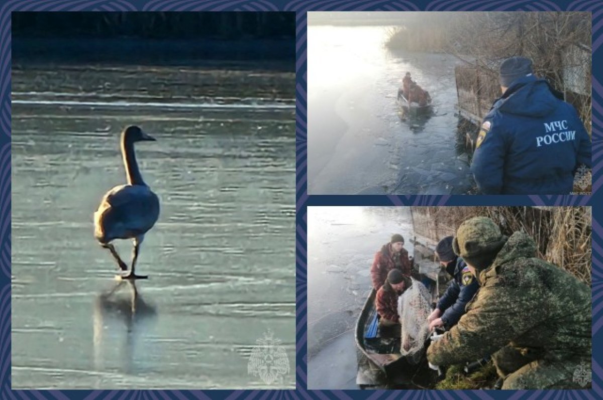    Лебедь, которого пытались спасти тюменцы, погиб