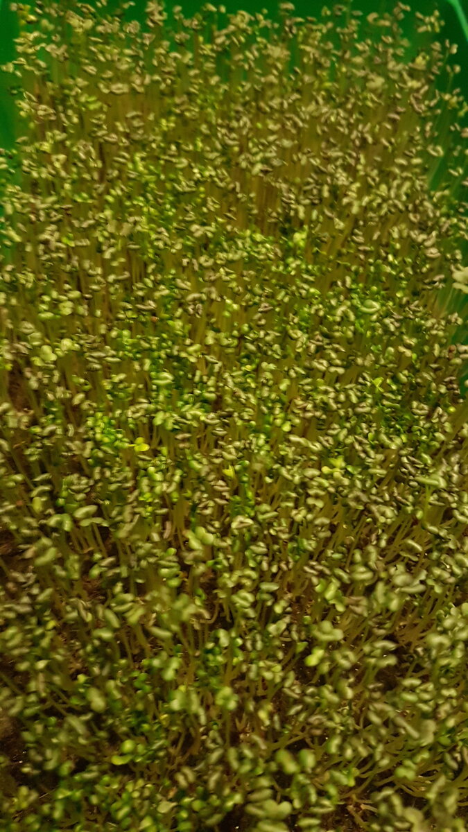 Небольшие, но уже сформировавшиеся ростки содержат максимальное количество нутриентов. Микрозелень богата витаминами С, Е, РР, фолиевой кислотой, железом, фосфором и магнием. 