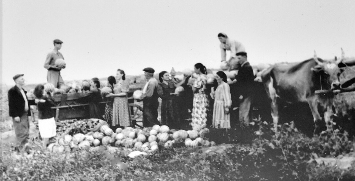 На полях. Казахская ССР, Меркенский район. Фото из фондов ГКЧИКПМЗ им. М. О. Байчоровой.