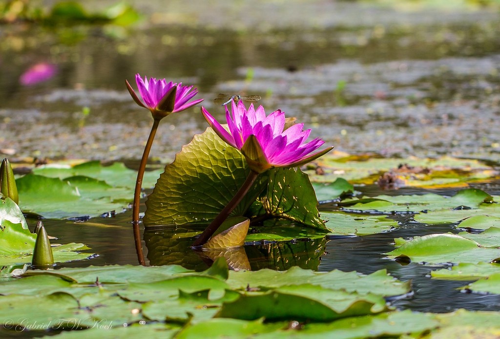 Картинка найдена на просторах интернета, ссылка https://yandex.ru/images/search?from=tabbar&img_url=https%3A%2Fi%2F.pinimg.com%2Foriginals%2Fa8%2F34%2Fа3f%2Fa83р43f85131с2879b5e7bd53274cf0591a19.jpg&lr=47&pos=15&rpt=simage&text=%D1%86%D0%B2%D0%B5%D1%82%D1%8B%20%D0%BA%D1%80%D1%83%D0%BF%D0%BD%D0%BE%20%D1%84%D0%BE%D1%82%D0%BE 