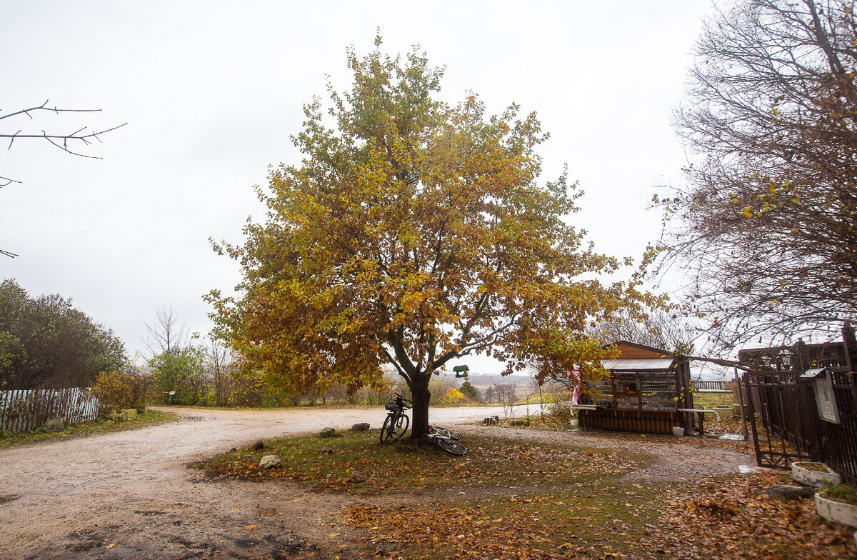 "Необычный дуб" у Преображенской церкви в селе Остров. Ленинский городской округ, Московская область. Фото автора статьи 