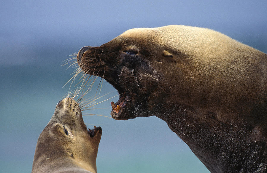 — Не ори на меня! — Да не ору я! Просто говорю громко!