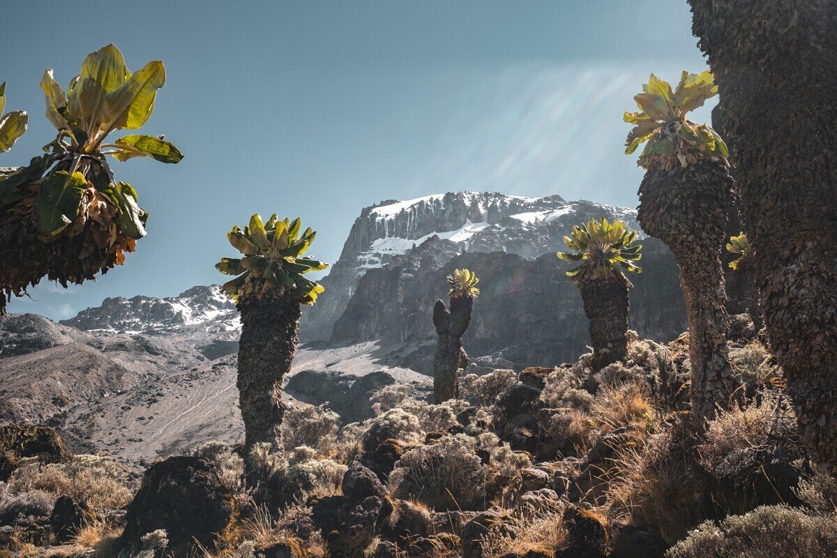 Восхождение на Килиманджаро: как подняться самостоятельно на гору