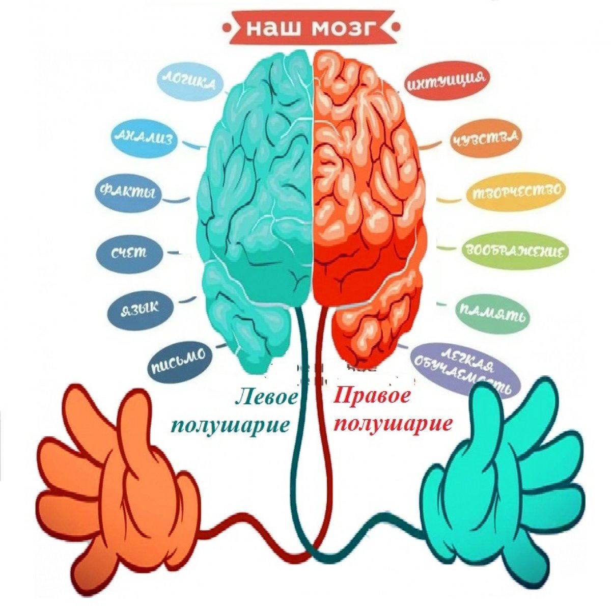 Связь рука мозг. Левое и правое полушарие мозга. Леосе и праное полушарие. Полушария мозга для детей. Головной мозг левое и правое полушарие.
