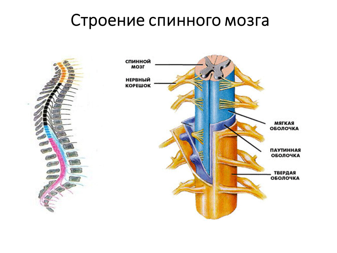 Биология 8 строение нервной системы спинной мозг